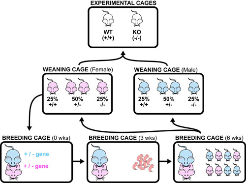 mouse-breeding-summary-v2