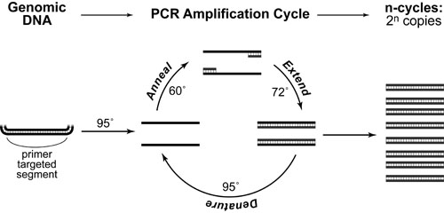 pcr-genotyping-intro-v7
